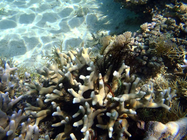 Récif corallien au nord de Sulawesi — Photo