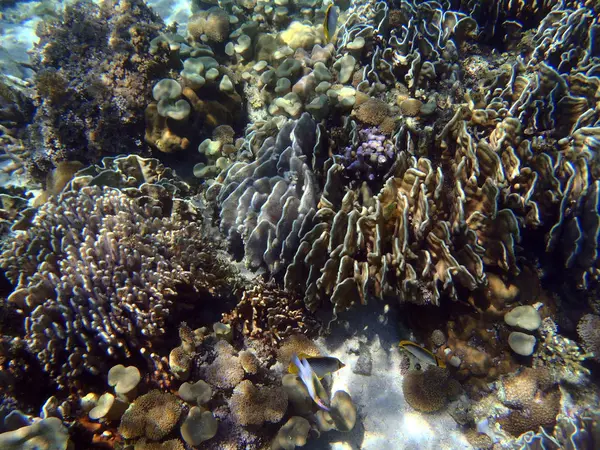 Korallenriff in Nordsulawesi — Stockfoto