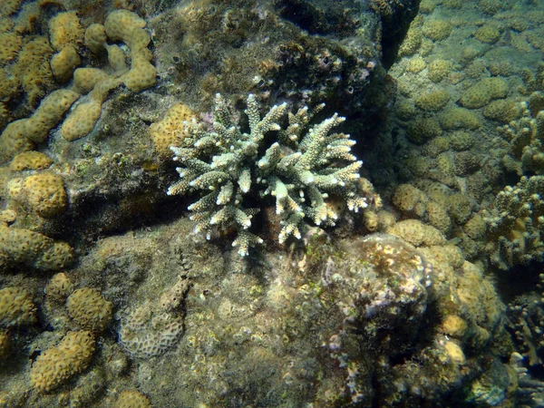 Recifes de coral no norte de Sulawesi — Fotografia de Stock