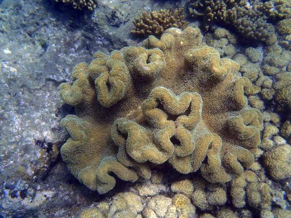 Coral reef in north Sulawesi — Stock Photo, Image