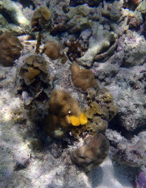 北苏拉威西珊瑚礁 — 图库照片