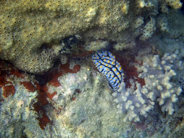 Piccolo nudibranco tra coralli — Foto Stock