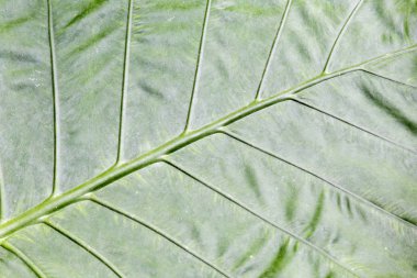 Resmi yakın bırakın 