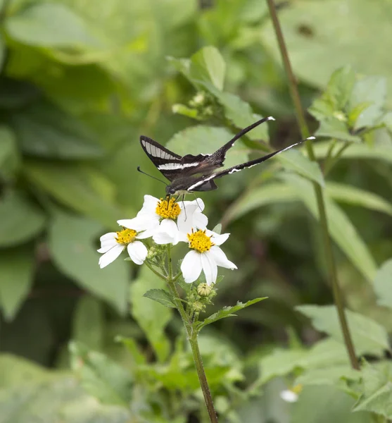 Bela borboleta em flor no Vietnã — Fotografia de Stock