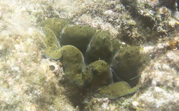 Tridacna piękne clam — Zdjęcie stockowe