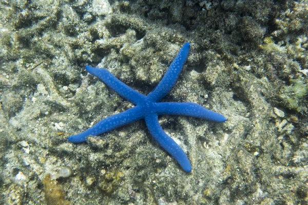 Azul seastar close up imagem — Fotografia de Stock