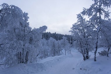 Laponya beyazı donmuş manzara