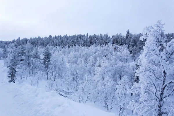 A paisagem congelada branca da Lapônia — Fotografia de Stock