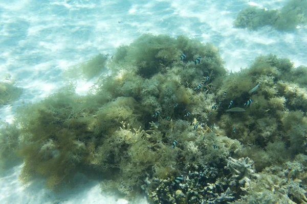 Corals, fishes and algae in lagoon — ストック写真