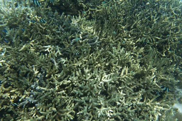 Corals, fishes and algae in lagoon — Stock Photo, Image