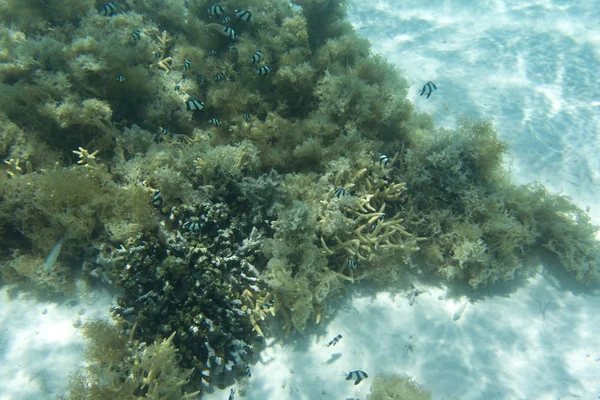 Koralowce, ryby i algi w lagunie — Zdjęcie stockowe