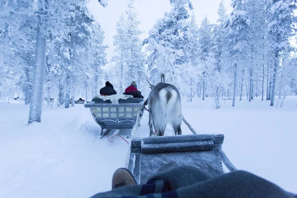 Slittino di renne in Lapponia durante la notte polare — Foto Stock
