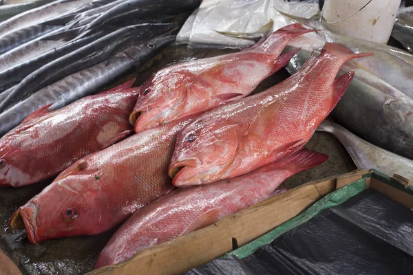 Una imagen de peces tropicales en el mercado —  Fotos de Stock