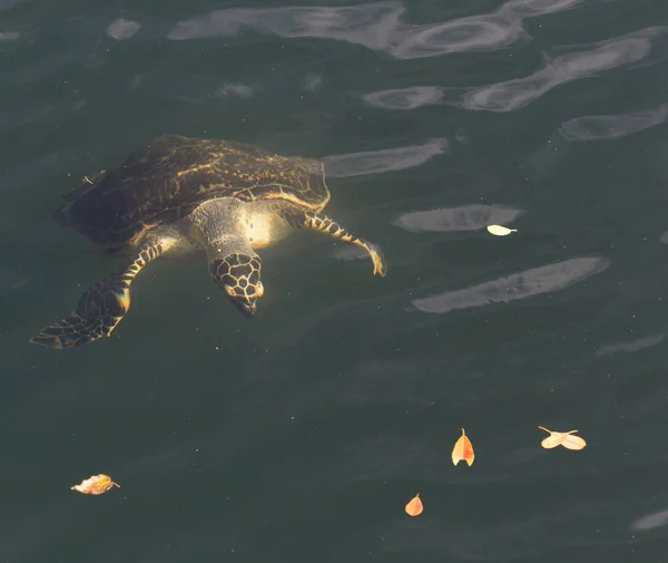 Egy karettás teknős úszás — Stock Fotó