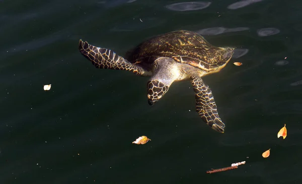 En caretta sköldpadda simmar — Stockfoto