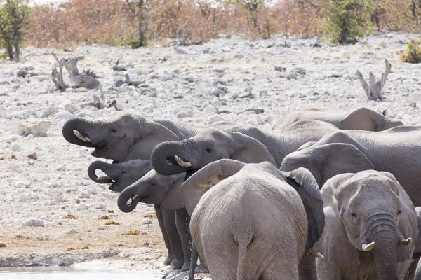 Troupeau d'éléphants d'Afrique — Photo