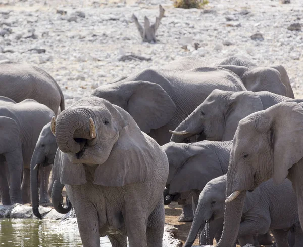 Foto de manada de elefantes africanos — Foto de Stock