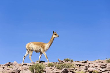 Kayalıklarda yürüyen yalnız bir guanaco