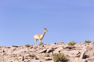 Kayalıklarda yürüyen yalnız bir guanaco