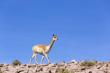Kayalıklarda yürüyen yalnız bir guanaco