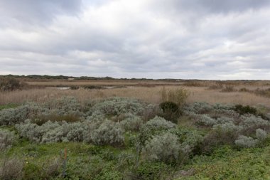 Kış boyunca Sardunya 'da bir tarla