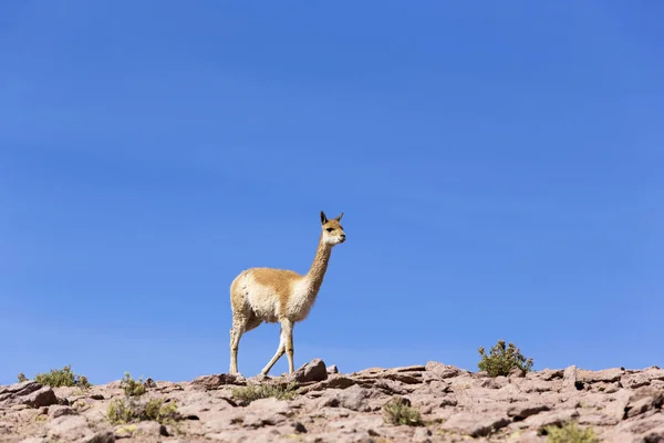 Kayalıklarda yürüyen yalnız bir guanaco — Stok fotoğraf