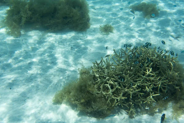 Bir mercan resifi sahnesi — Stok fotoğraf