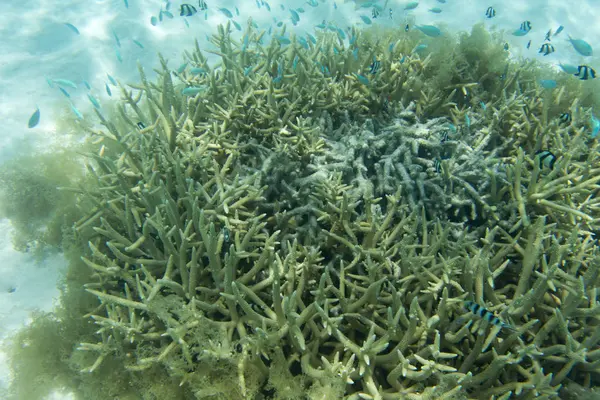 Una escena de arrecife de coral —  Fotos de Stock