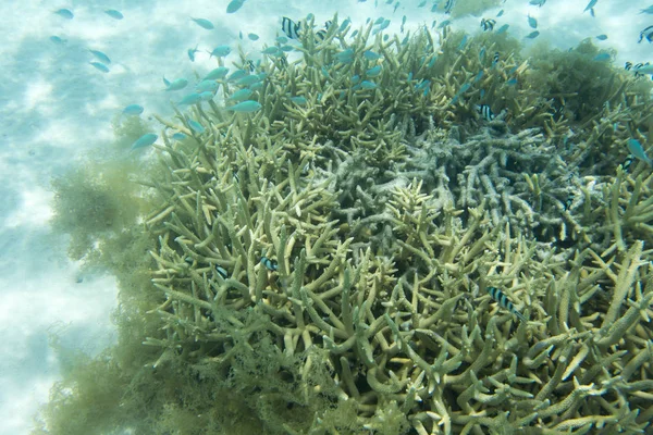Bir mercan resifi sahnesi — Stok fotoğraf