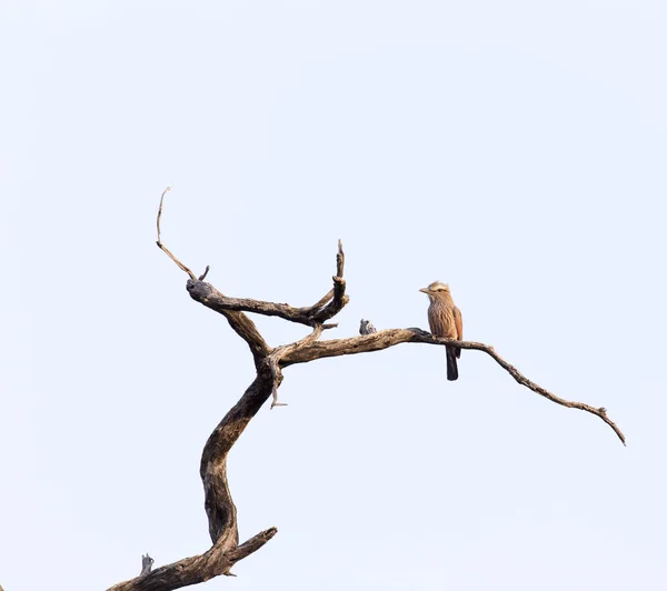 Oidentifierad fågel på ett träd — Stockfoto