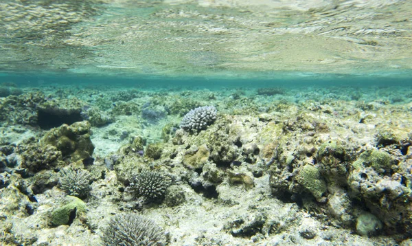 Een koraal rif scêne — Stockfoto
