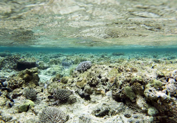 Una scena di barriera corallina — Foto Stock