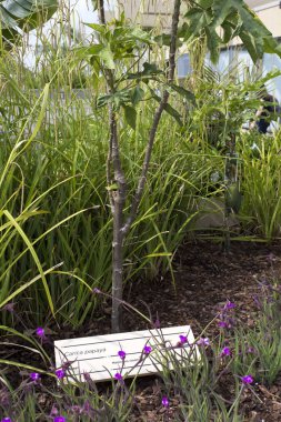 Dünya Expo 'daki Angola köşküne kurulum, evrensel teşhir