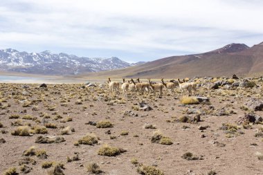 And Dağlarında bir Guanaco sürüsü