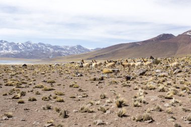And Dağlarında bir Guanaco sürüsü