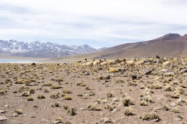 And Dağlarında bir Guanaco sürüsü