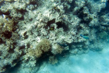 Resifteki güzel mercanlar