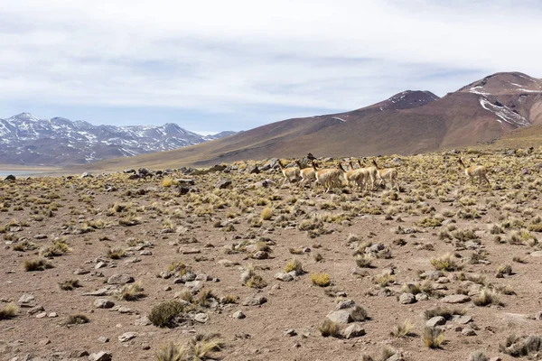 Una mandria di Guanaco nelle Ande — Foto Stock