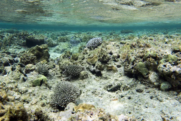 Vackra koraller i revet — Stockfoto