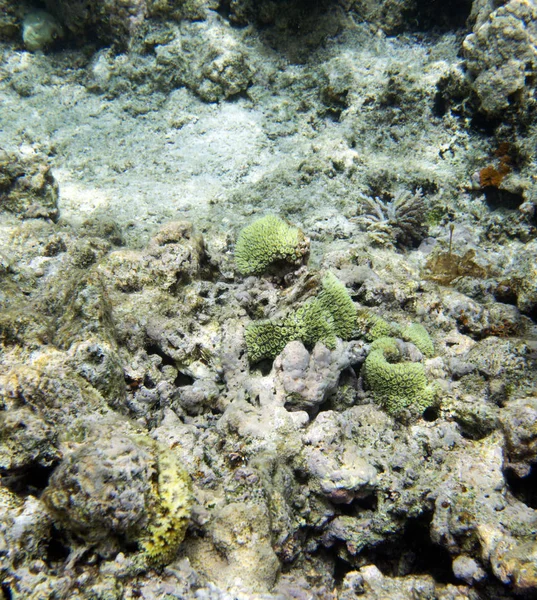 Bellissimi coralli nella barriera corallina — Foto Stock