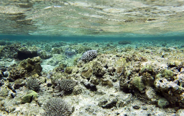 Bellissimi coralli nella barriera corallina — Foto Stock