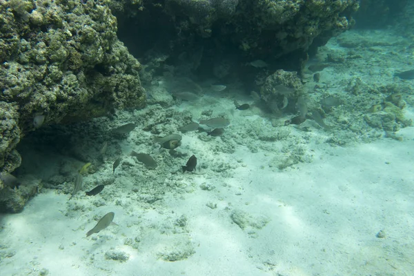 Belos corais no recife — Fotografia de Stock