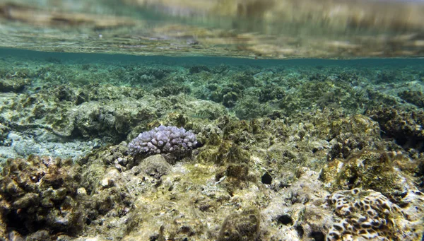 Piękne koralowce na rafie — Zdjęcie stockowe