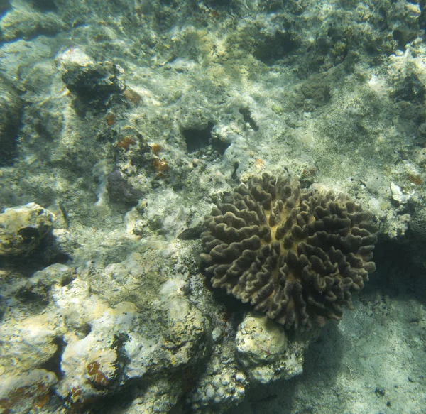 Wunderschöne Korallen im Riff — Stockfoto
