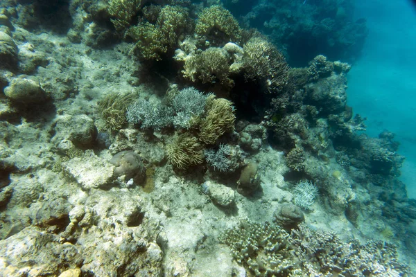 Bellissimi coralli nella barriera corallina — Foto Stock