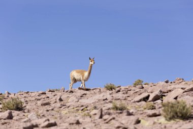 Kayalıklarda yürüyen yalnız bir guanaco