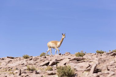 Kayalıklarda yürüyen yalnız bir guanaco