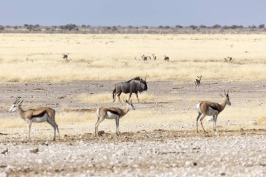 Etosha 'da bir bufalo