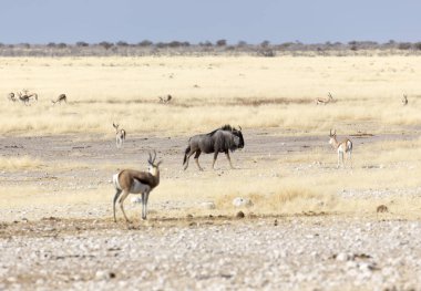 Etosha 'da bir bufalo