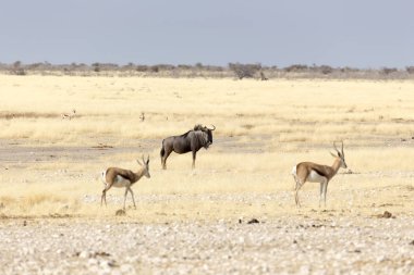 Etosha 'da bir bufalo